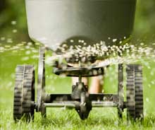Fertilising your lawn will keep your lawn healthy.