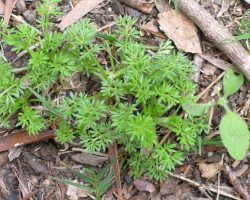 bindi-weed