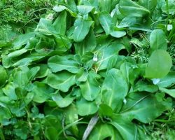 cudweed-lawn-weed