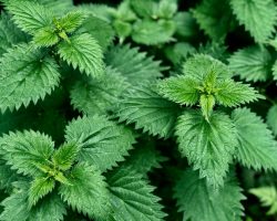 stinging-nettle -weed