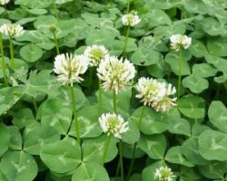 white-clover