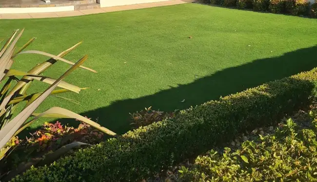 Tiftuff Bermuda Instant Lawn